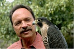 Cover page of Saving the Peregrine: An Oral History of the UCSC Predatory Bird Research Group with Glenn R. Stewart