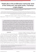 Cover page: Radial glia in the proliferative ventricular zone of the embryonic and adult turtle, Trachemys scripta elegans.