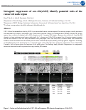 Cover page: Intragenic suppressors of unc-104 ( e1265 ) identify potential roles of the conserved stalk region