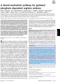 Cover page: A shared mechanistic pathway for pyridoxal phosphate–dependent arginine oxidases