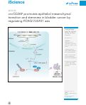 Cover page: circCD2AP promotes epithelial mesenchymal transition and stemness in bladder cancer by regulating FOXQ1/USP21 axis.