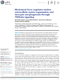 Cover page: Mechanical force regulates tendon extracellular matrix organization and tenocyte morphogenesis through TGFbeta signaling.