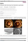 Cover page: Advanced ocular heterotopic bone formation in a guinea pig