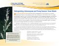 Cover page: Distinguishing Johnsongrass and Young Summer Grass Weeds