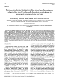 Cover page: Immunocytochemical localization of the neural-specific regulatory subunit of the type II cyclic AMP-dependent protein kinase to postsynaptic structures in the rat brain