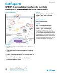 Cover page: SREBP-1 upregulates lipophagy to maintain cholesterol homeostasis in brain tumor cells