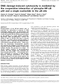 Cover page: DNA damage-induced cytotoxicity is mediated by the cooperative interaction of phospho-NF-κB p50 and a single nucleotide in the κB-site