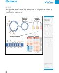 Cover page: Adaptive evolution of a minimal organism with a synthetic genome.