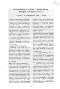 Cover page: Distribution of Citrus Tristeza Virus Antigen in Citrus Tissues