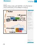 Cover page: BMAL1 Associates with NOP58 in the Nucleolus and Contributes to Pre-rRNA Processing