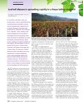 Cover page: Leafroll disease is spreading rapidly in a Napa Valley vineyard