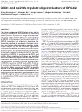 Cover page: DSS1 and ssDNA regulate oligomerization of BRCA2