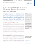 Cover page: Adult Cardiomyocyte Cell Cycle Detour: Off-ramp to Quiescent Destinations