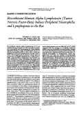 Cover page: Recombinant human alpha lymphotoxin (tumor necrosis factor-beta) induces peripheral neutrophilia and lymphopenia in the rat.