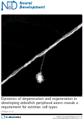 Cover page: Dynamics of degeneration and regeneration in developing zebrafish peripheral axons reveals a requirement for extrinsic cell types