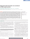 Cover page: Heterochromatin formation via recruitment of DNA repair proteins