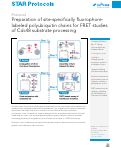 Cover page: Preparation of site-specifically fluorophore-labeled polyubiquitin chains for FRET studies of Cdc48 substrate processing.