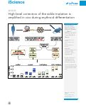 Cover page: High-level correction of the sickle mutation is amplified <i>in&nbsp;vivo</i> during erythroid differentiation.