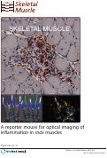Cover page: A reporter mouse for optical imaging of inflammation in mdx muscles.