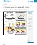 Cover page: Large-scale survey of excitatory synapses reveals sublamina-specific and asymmetric synapse disassembly in a neurodegenerative circuit