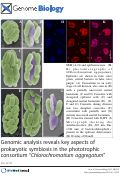 Cover page: Genomic analysis reveals key aspects of prokaryotic symbiosis in the phototrophic consortium ¿Chlorochromatium aggregatum¿