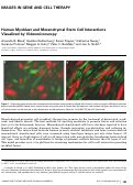 Cover page: Human Myoblast and Mesenchymal Stem Cell Interactions Visualized by Videomicroscopy