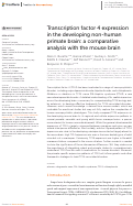 Cover page: Transcription factor 4 expression in the developing non-human primate brain: a comparative analysis with the mouse brain.