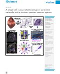Cover page: A single cell transcriptomics map of paracrine networks in the intrinsic cardiac nervous system
