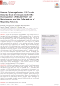 Cover page: Human Cytomegalovirus IE2 Protein Disturbs Brain Development by the Dysregulation of Neural Stem Cell Maintenance and the Polarization of Migrating Neurons