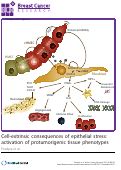 Cover page: Cell extrinsic consequences of epithelial stress: activation of pro-tumorigenic tissue phenotypes