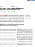 Cover page: Mechanosensitive mTORC2 independently coordinates leading and trailing edge polarity programs during neutrophil migration