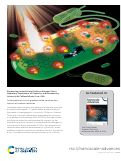 Cover page: Antimicrobial activity of graphene oxide quantum dots: impacts of chemical reduction