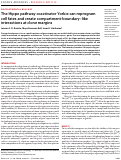Cover page: The Hippo pathway coactivator Yorkie can reprogram cell fates and create compartment-boundary–like interactions at clone margins