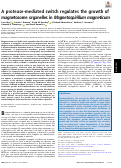 Cover page: A protease-mediated switch regulates the growth of magnetosome organelles in Magnetospirillum magneticum