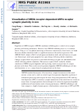 Cover page: Visualization of NMDA receptor–dependent AMPA receptor synaptic plasticity in vivo
