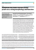 Cover page of Membrane mechanics dictate axonal pearls-on-a-string morphology and function.