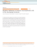 Cover page: Dynamic behaviour of human neuroepithelial cells in the developing forebrain