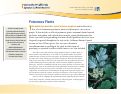 Cover page: Poisonous Plants