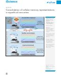 Cover page: Consolidation of cellular memory representations in superficial neocortex