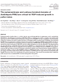 Cover page: The juxtamembrane and carboxy-terminal domains of Arabidopsis PRK2 are critical for ROP-induced growth in pollen tubes