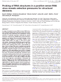 Cover page: Probing of RNA structures in a positive sense RNA virus reveals selection pressures for structural elements