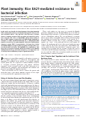 Cover page: Plant immunity: Rice XA21-mediated resistance to bacterial infection