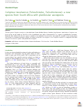 Cover page: Caloplaca tswaluensis (Teloschistales, Teloschistaceae): a new species from South Africa with plurilocular ascospores