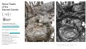 Cover page of Data Report:&nbsp;Stone Toads of the Sacred Cenote