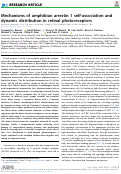Cover page: Mechanisms of amphibian arrestin 1 self-association and dynamic distribution in retinal photoreceptors.