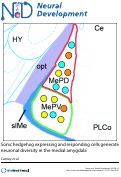 Cover page: Sonic hedgehog expressing and responding cells generate neuronal diversity in the medial amygdala.