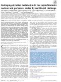 Cover page: Reshaping circadian metabolism in the suprachiasmatic nucleus and prefrontal cortex by nutritional challenge