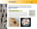 Cover page: Identifying Polyphagous and Kuroshio Shot-Hole Borer in California