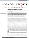 Cover page: Cas Adaptor Proteins Coordinate Sensory Axon Fasciculation