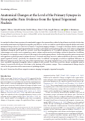 Cover page: Anatomical Changes at the Level of the Primary Synapse in Neuropathic Pain: Evidence from the Spinal Trigeminal Nucleus